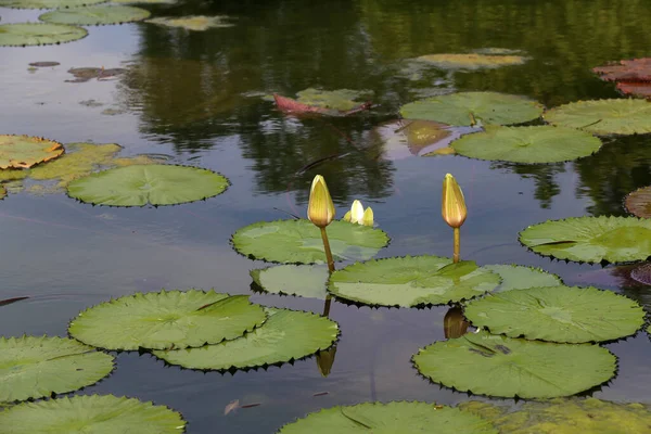 水の中に咲く美しい睡蓮 — ストック写真