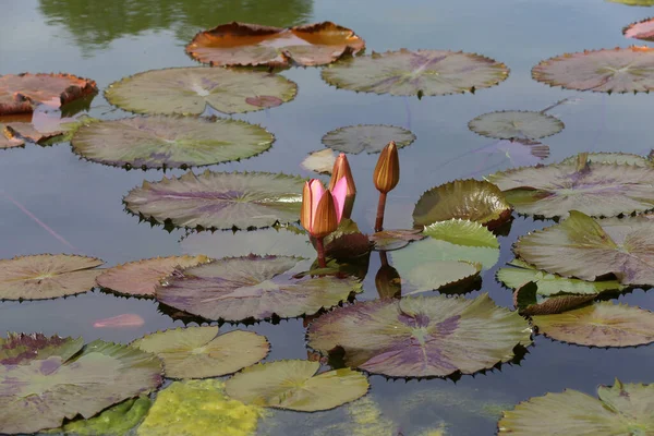 水の中に咲く美しい睡蓮 — ストック写真
