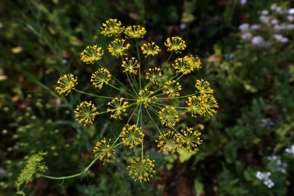 Anethum Graveolens Paraguas Eneldo Primer Plano Sobre Fondo Verde — Foto de Stock