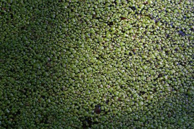 Ormandaki gölette yosun..