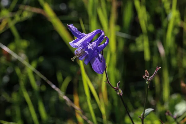 Μακρό Πλάνο Από Μπουμπούκι Άνθους Aquilegia — Φωτογραφία Αρχείου