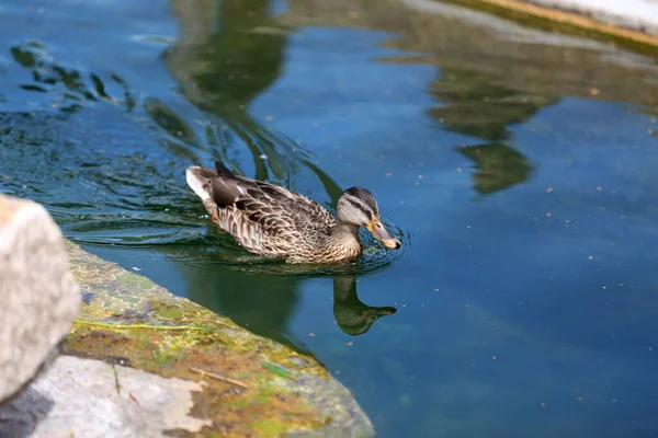Wild Duck Swims Lake — Stock Photo, Image