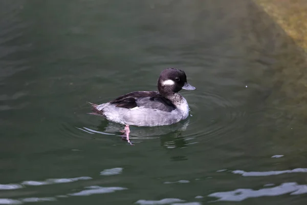 一只小野鸭在湖上游泳 — 图库照片