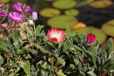 Dorotheanthus bellidiform - canlı taştan papatya, renkli çiçek bahçede.