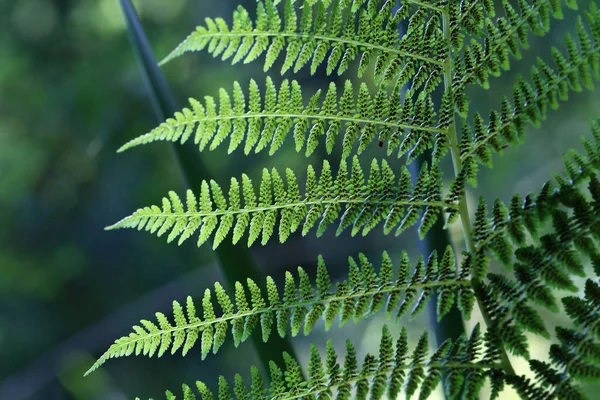 Brin Fougère Verte Avec Des Spores Brunes Dessus — Photo