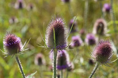 Dipsacus fullonum. Yeşil yabani çaydanlık ya da devedikeni, çayırda dikenli dikenli bitki.