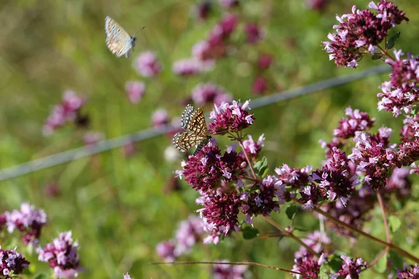 Belas Borboletas Sentam Flores Bebem Néctar — Fotografia de Stock