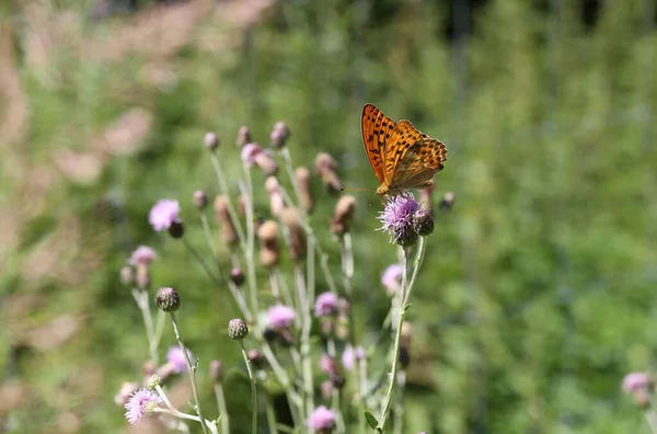 Красивые Бабочки Сидят Цветах Пьют Нектар — стоковое фото