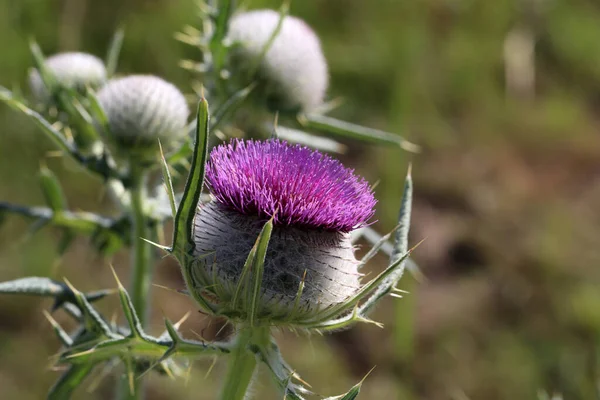 Thistle Λουλούδι Στο Πεδίο Καλοκαίρι — Φωτογραφία Αρχείου