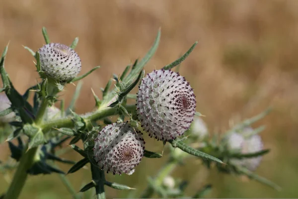 Thistle Λουλούδι Στο Πεδίο Καλοκαίρι — Φωτογραφία Αρχείου