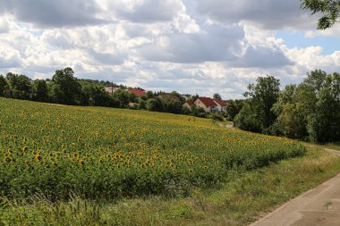Küçük bir kasabanın kenar mahallelerinde açan ayçiçeği tarlası.