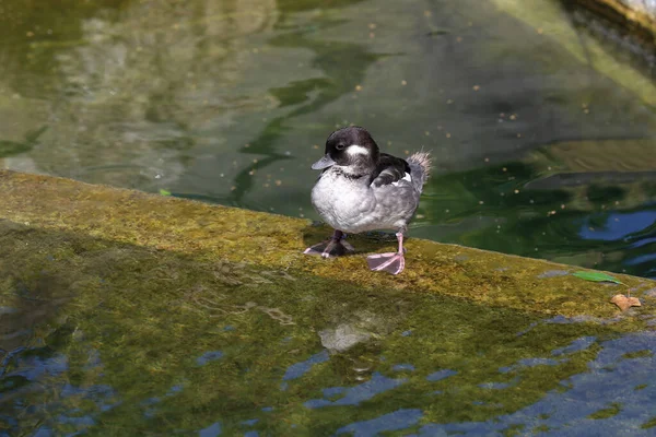 河边有一只灰色的小鸭站在水里 — 图库照片