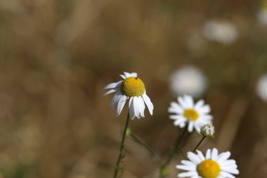 Bulanık bir zeminde güzel beyaz papatyalar keskin değil.