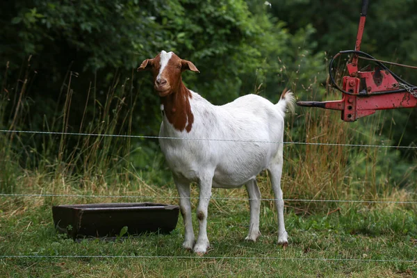 白山羊站在农场的院子里 — 图库照片
