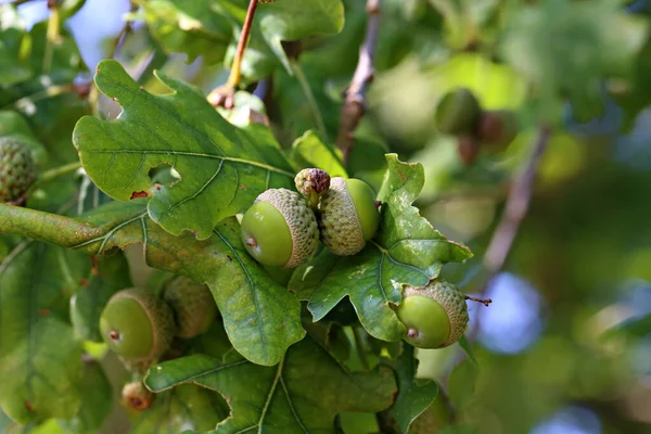 Branche Chêne Aux Feuilles Vertes Glands — Photo