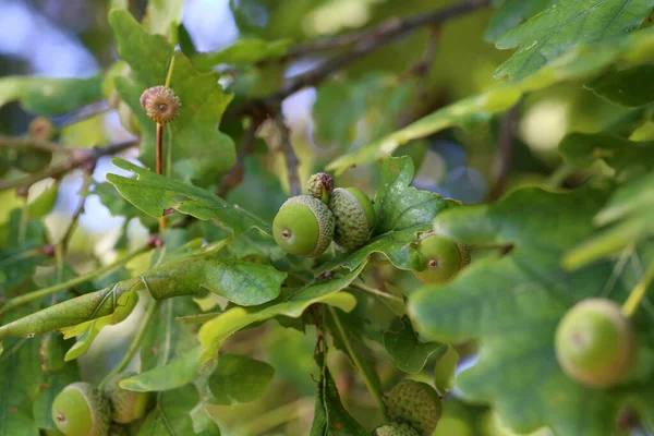 Branche Chêne Aux Feuilles Vertes Glands — Photo