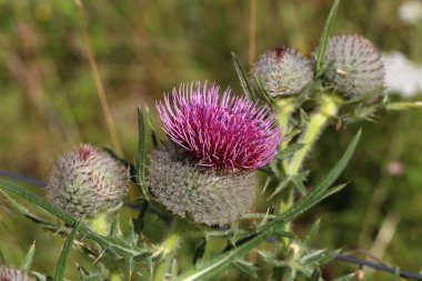 Yazın tarlada devedikeni çiçeği.