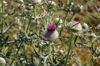Yazın tarlada devedikeni çiçeği.