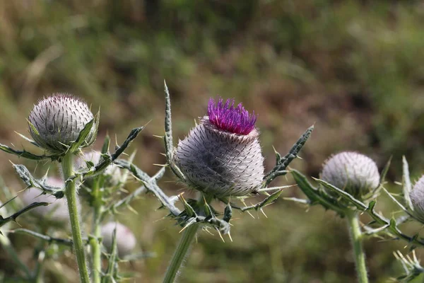 Thistle ดอกไม ในสนามในฤด — ภาพถ่ายสต็อก