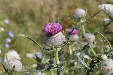Yazın tarlada devedikeni çiçeği.