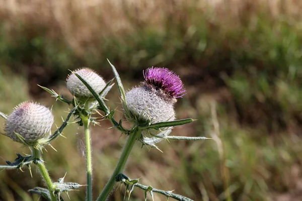 Thistle Λουλούδι Στο Πεδίο Καλοκαίρι — Φωτογραφία Αρχείου