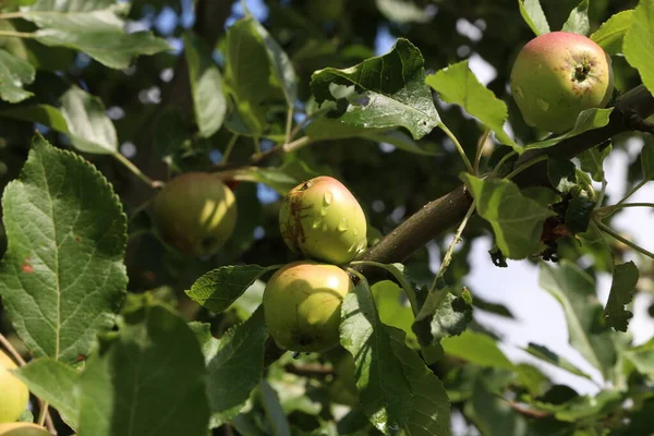 Зеленые Яблоки Созревают Ветвях Деревьев Летом — стоковое фото