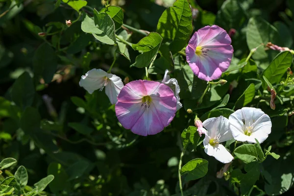 Fleurs Bindweed Plantes Avec Nom Latin Convolvulus Arvensis Macro — Photo