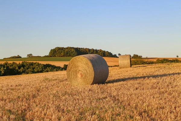 Pacas Heno Campo Agrícola Naturaleza Rural Explotación — Foto de Stock