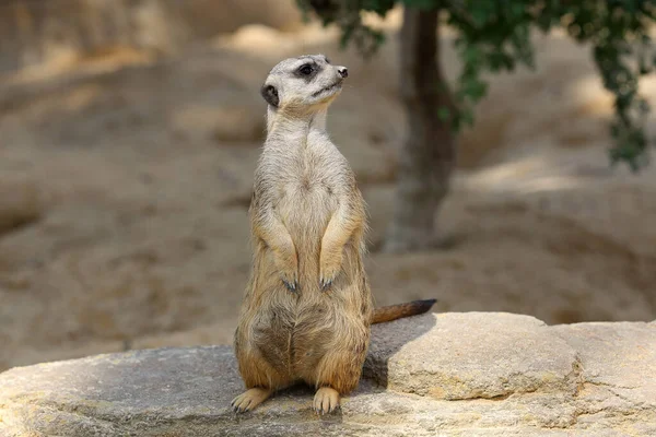 Meerkat Está Uma Pedra Olha Volta — Fotografia de Stock