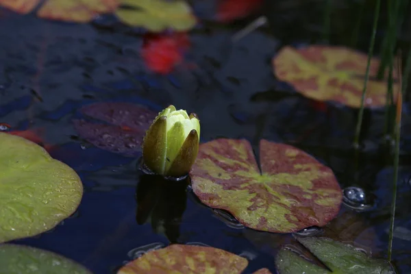 Beautiful Yellow Water Lily Lotus Flower — Stock Photo, Image