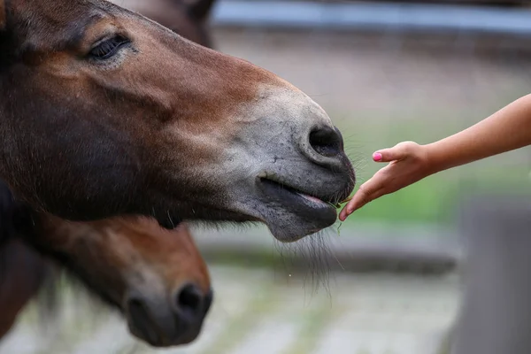 馬に草を与える女性の手 — ストック写真