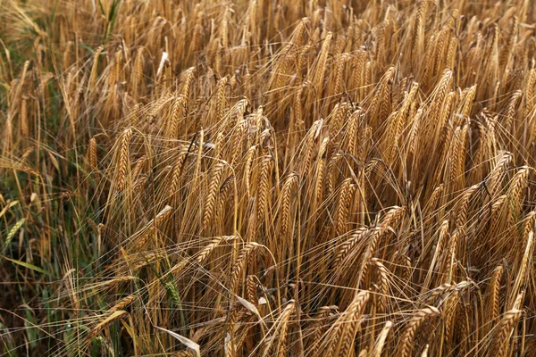 畑の中でライ麦の熟した耳 — ストック写真