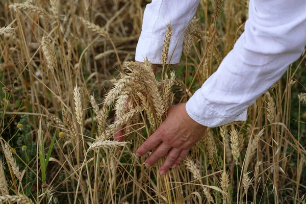 女性の手は束に熟した小麦の耳を集めました — ストック写真
