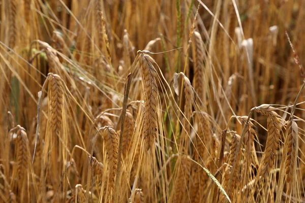 野原で育つライ麦の黄金の耳 — ストック写真