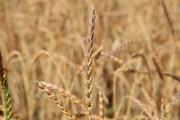 畑の小麦の黄金の耳 — ストック写真