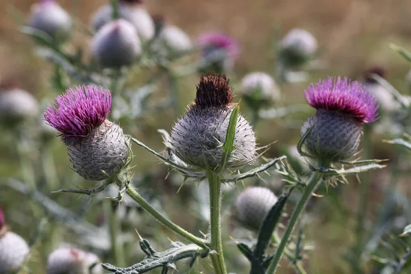 Thistle Λουλούδι Στο Πεδίο Καλοκαίρι — Φωτογραφία Αρχείου