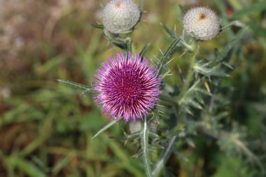 Yazın tarlada devedikeni çiçeği.