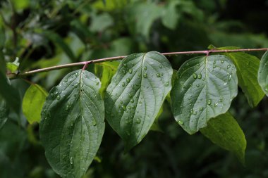 Yağmurdan sonra nem damlalarıyla yeşil yapraklar.