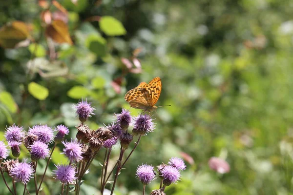 Bela borboleta sentado em flor no jardim — Fotografia de Stock