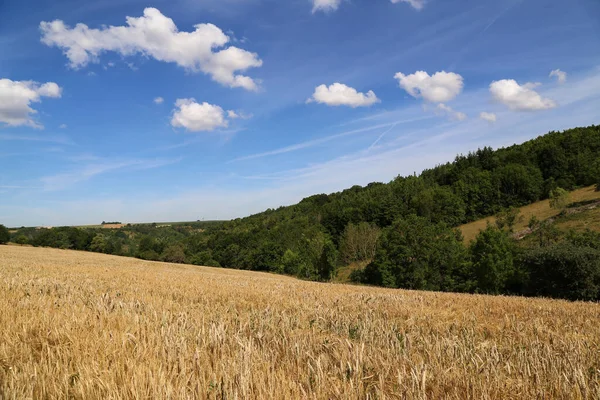 Paesaggio estivo con campi di grano e cielo blu — Foto Stock