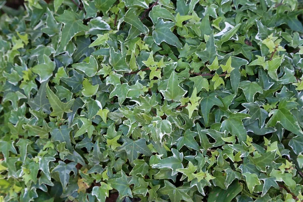 Doğa arka planı için yeşil sarmaşık yaprağı duvarı — Stok fotoğraf
