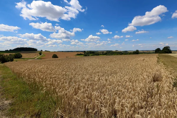 Sommerlandschaft mit Weizenfeldern und blauem Himmel — Stockfoto