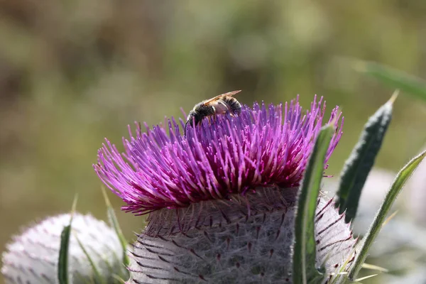 Abeja de verano recoge néctar en diferentes flores — Foto de Stock