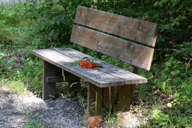 Red Rowan dalları ormanda bir bankta yatıyor.