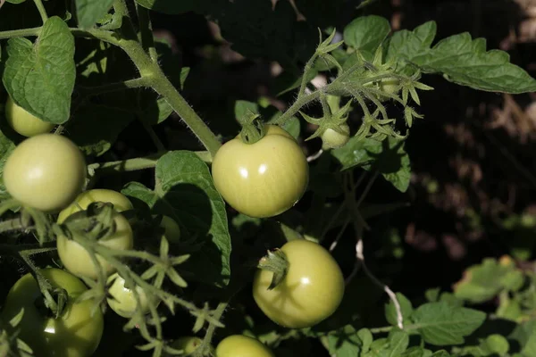 Зеленые помидоры созревают на кустах в саду — стоковое фото