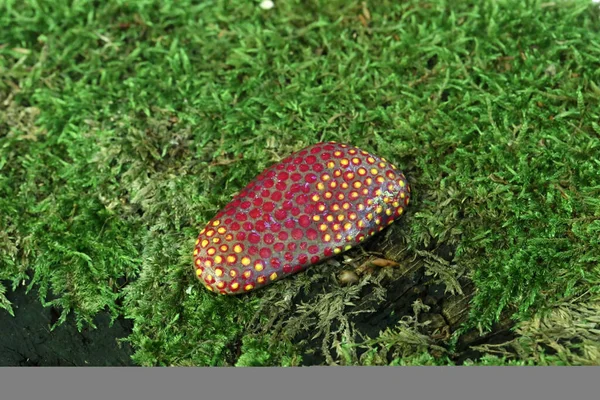 Piedra Senderismo Pintada Deja Sendero Para Que Los Transeúntes Vean —  Fotos de Stock