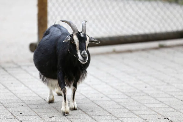 Portrait Une Chèvre Noire Sur Une Ferme Dans Une Volière — Photo