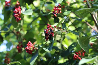 Bir çalılığın dallarında olgunlaşan Mürver..