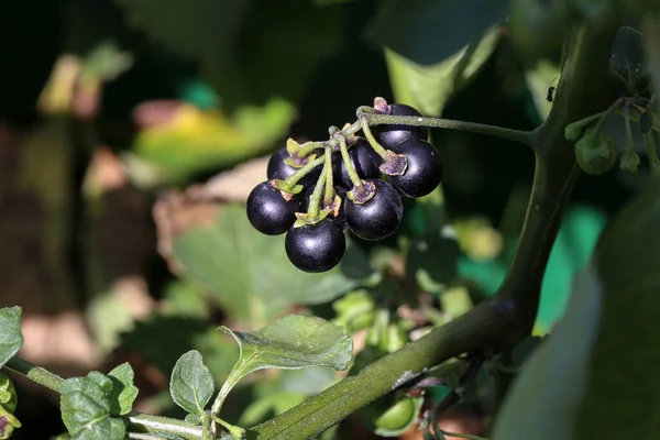 Schwarze Nachtschattenbeeren Reifen Strauch — Stockfoto