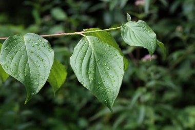 Yağmurdan sonra nem damlalarıyla yeşil yapraklar.